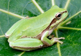 Yellow-Lemon Tree Frog